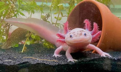 axolotl real life image.